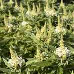 Budleja Dávidova (Buddleja Davidii) 'LITTLE WHITE BUTTERFLY CANDY'® - výška 10-20 cm, kont. C2L
